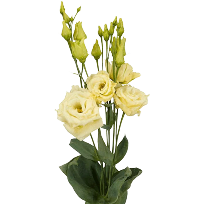 Lisianthus Yellow tessa