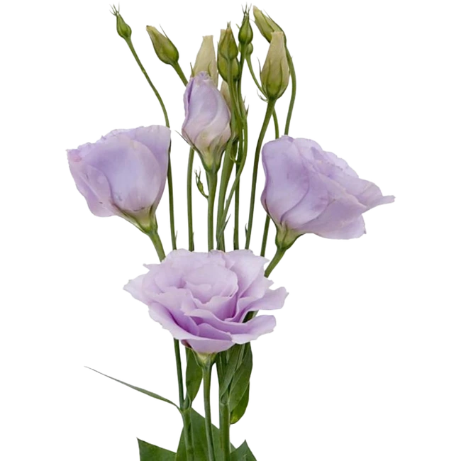 Lisianthus Lavender tessa