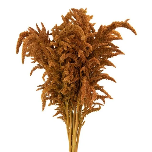 Amaranthus Bronze Upright regi