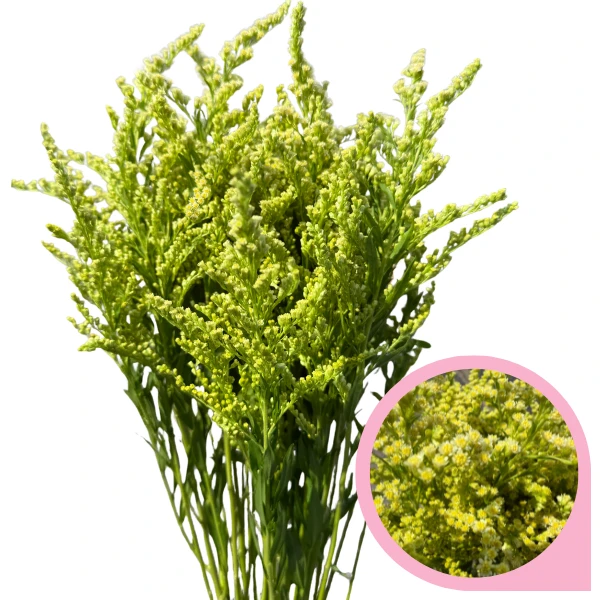 Solidago White MISTY