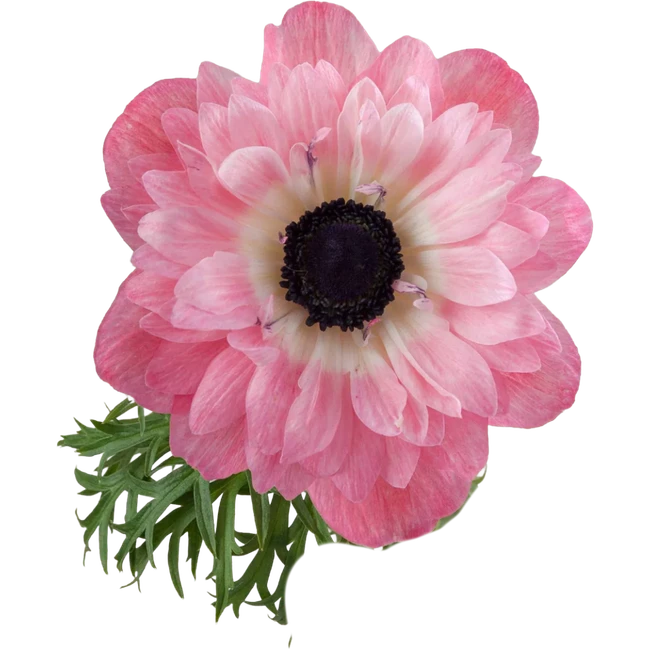 Anemone Pink Levante Rosa Rpri
