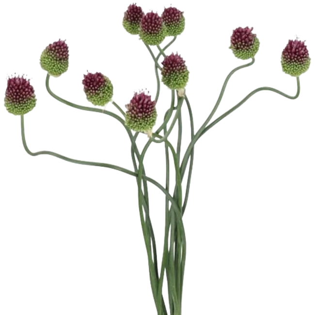 Allium Dancing Tango Allure