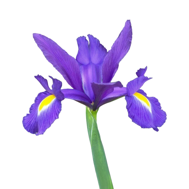 Iris Purple Valentino Allure