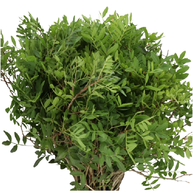 Pistacia holl