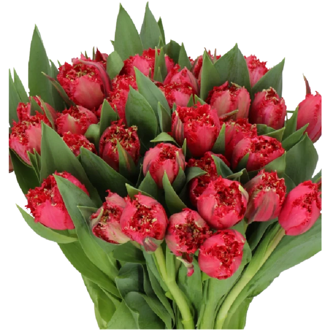 Tulip Frill La Mour holl