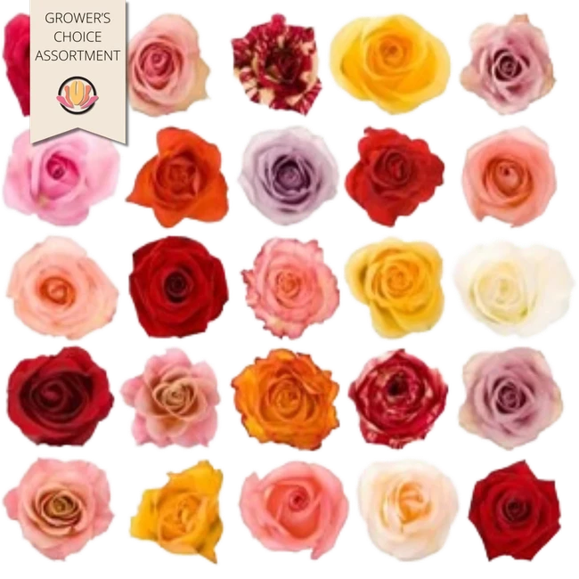 Rose asst x125 40/50cm Rprima