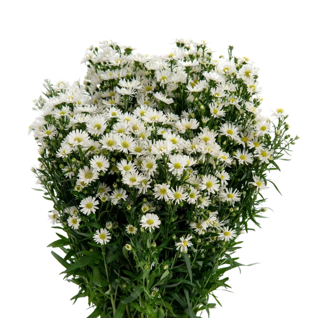 Casino White FRESCA