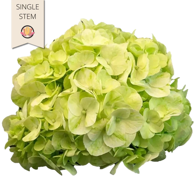 Hydrangea Mojito allure stem