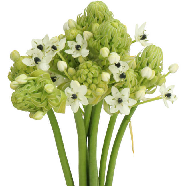 Arabicum White holl. 85cm