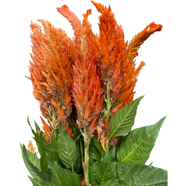 Celosia Orange 5st holl