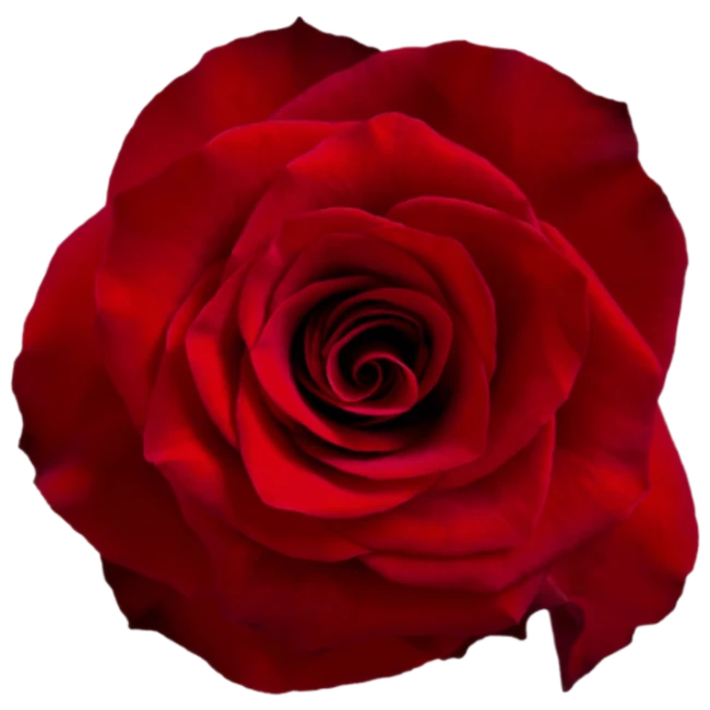 Rose Mamma Mia 60cm Holex
