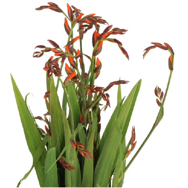 Crocosmia Emily Mckenzie holl