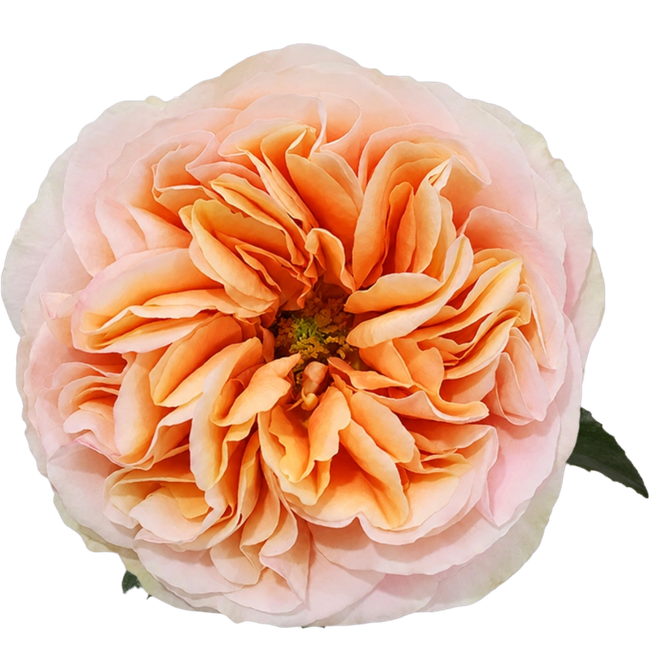Rose Juicy Exp. 50cm Tessa