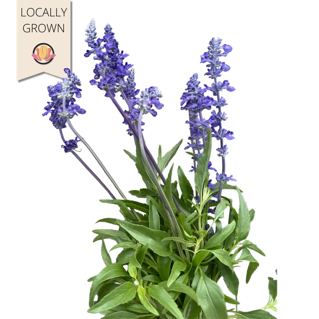 Salvia Local