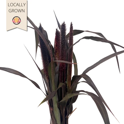 Millet Pearl Majesty seaberry