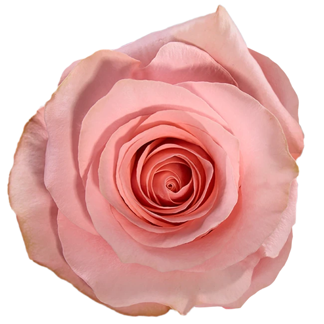 Rose Be Sweet 50 monte