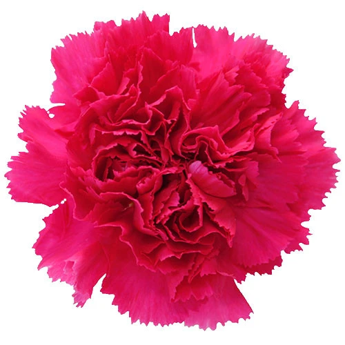 Carn HotPink Sel ECLIPSE