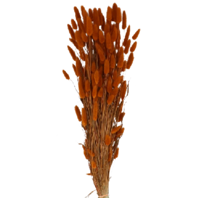 Dried Lagurus Terracotta holl