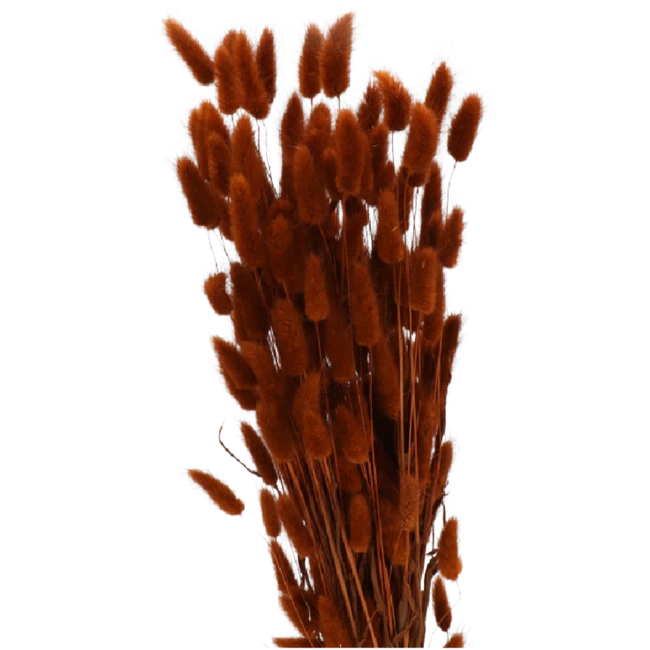 Dried Lagurus Bleached Terraco