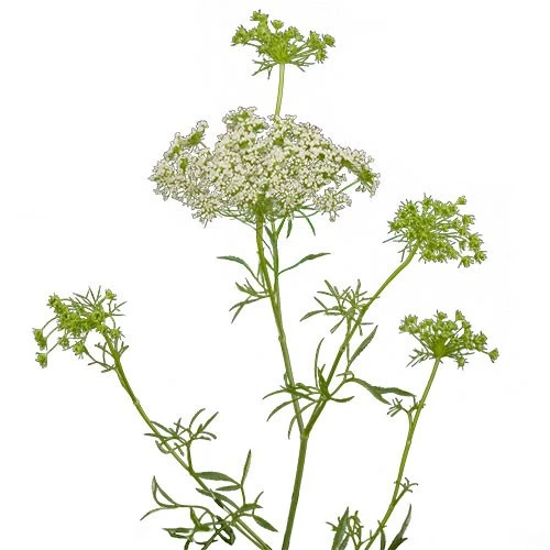 Lace Orlaya holex