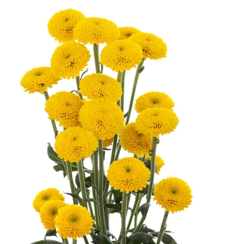 Pom MicroB Yellow GOLD