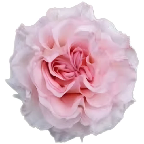 Rose Power Puff 50cm Monte