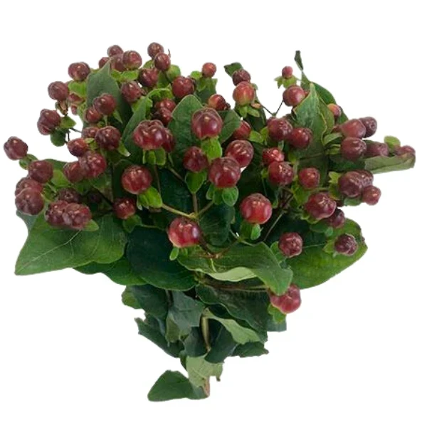 Hypericum rocky rom 70cm cont