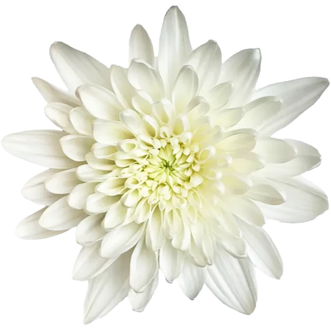 Pom Cushion Maisy White RIO
