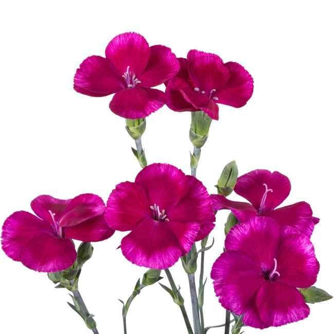 Dianthus Solomio Lala Ryan Pur
