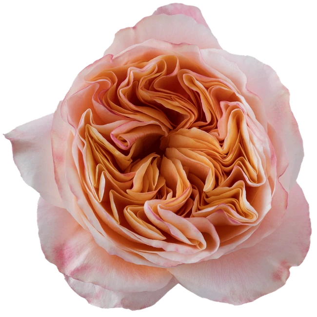 Rose Juicy Exp. 60cm Rprima