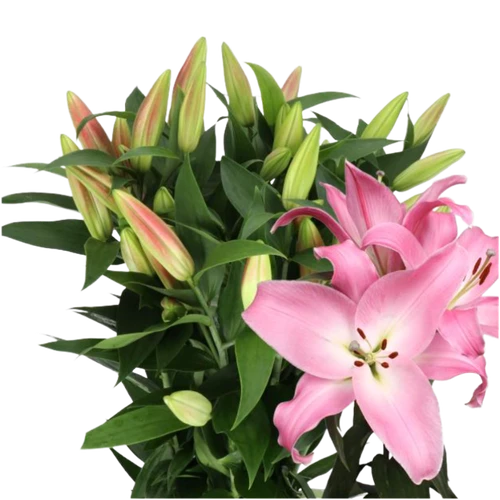 Lily TableDance 3-5bl TESSA