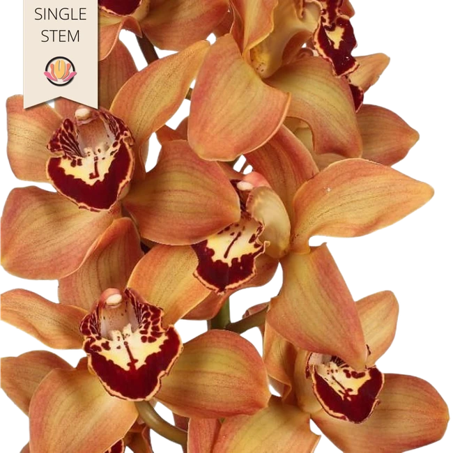 Cymbidium Charly Brown fresca(