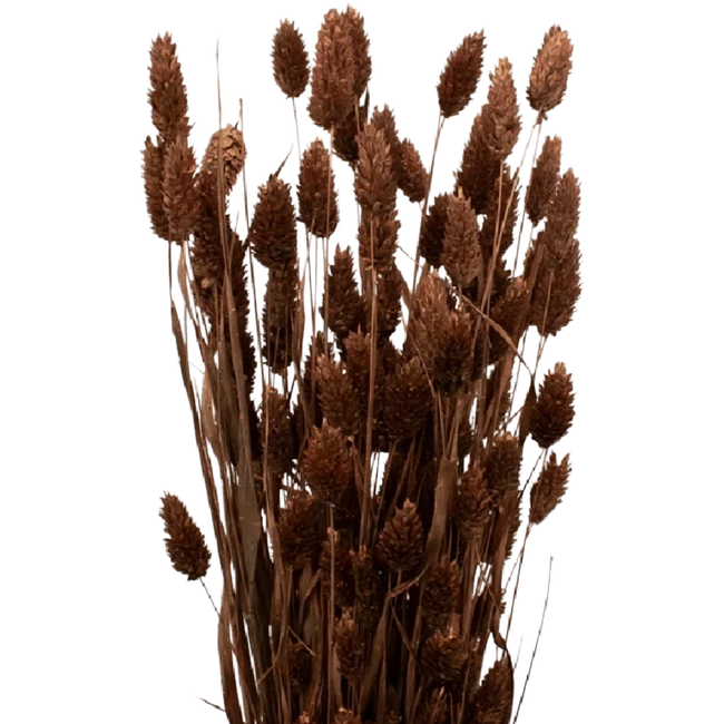 Dried Phalaris Copper holl