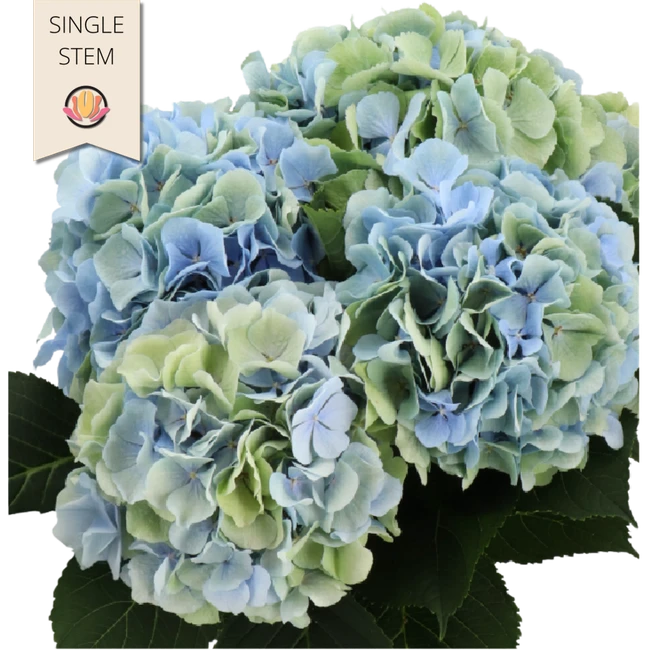 Hydrangea Verena Blue Green ho