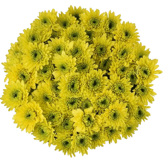 Pom Cushion Jamaica ESMER