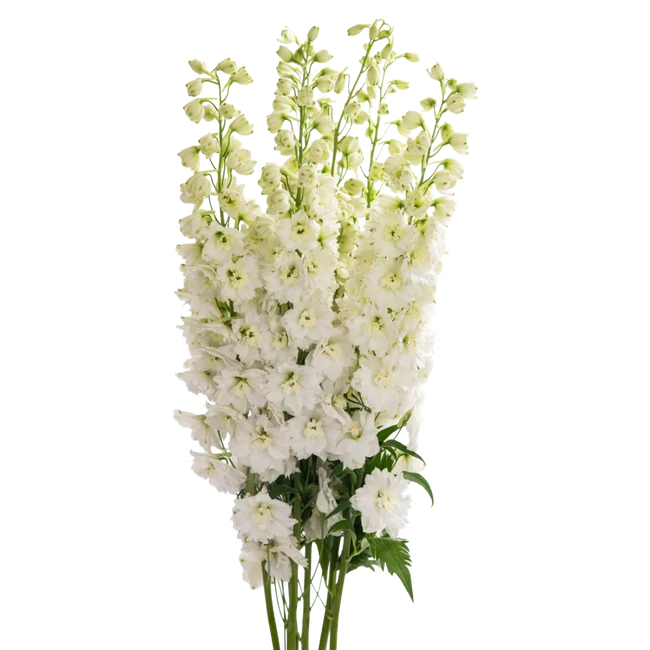 Delph Blanco 70cm valleflor