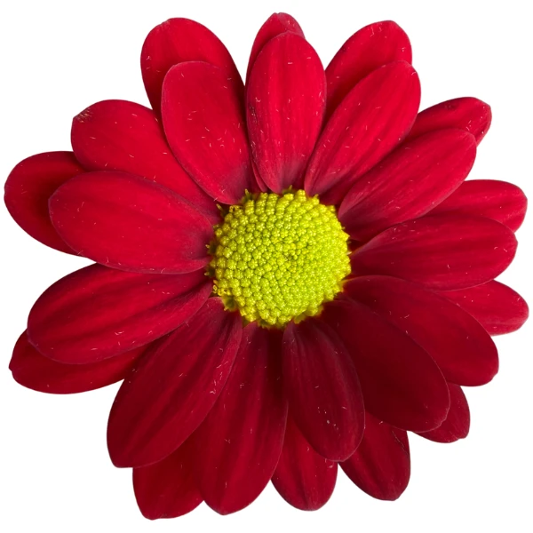Pom Daisy Rojo SOLE
