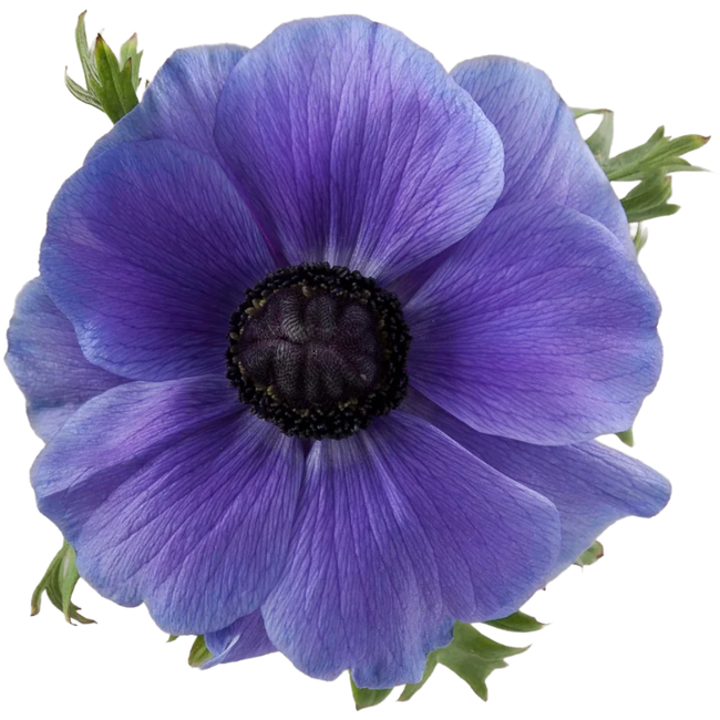 Anemone Blue tessa