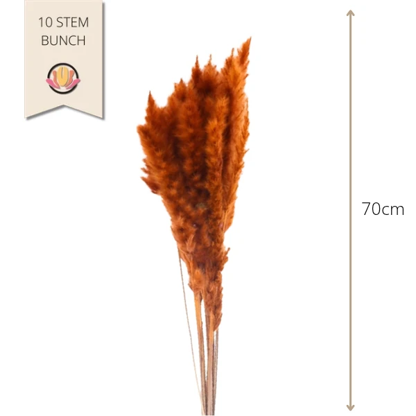 Dried CortaderiaSilvy Org HOLL