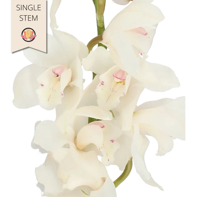 Cymbidium Winterbird holl(STEM