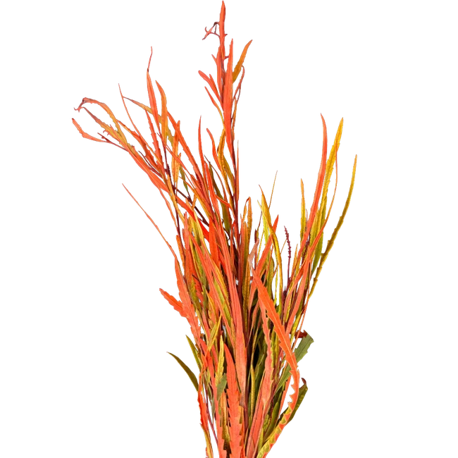 Grevillea Orange arlotti