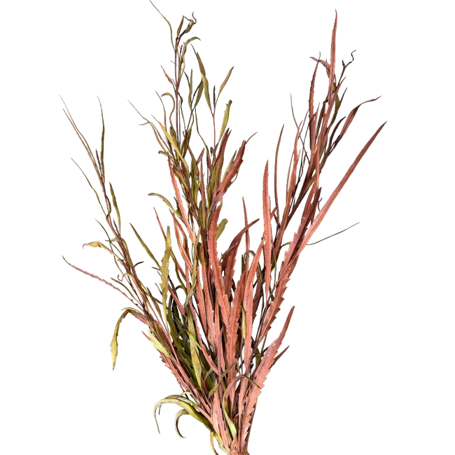 Grevillea Brown arlotti