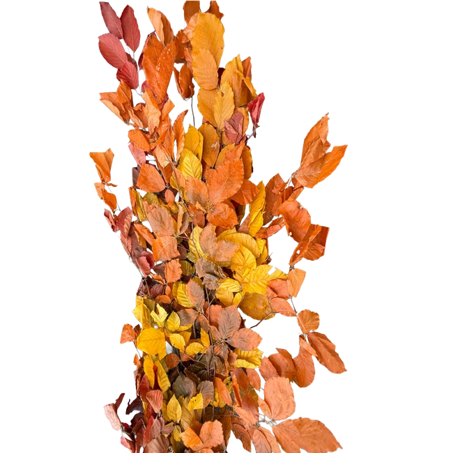 Dried Fagus Fall arlotti
