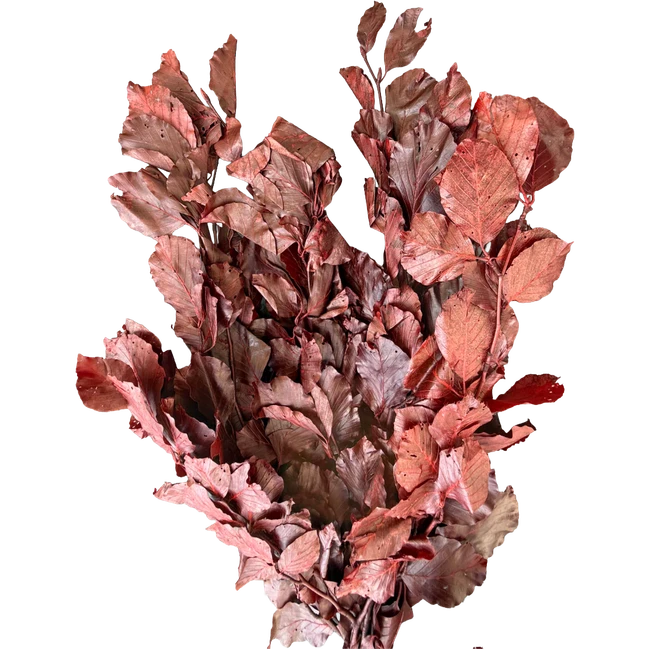 Dried French Copperbeach Red a