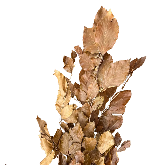 Dried Fagus Brown Arlotti