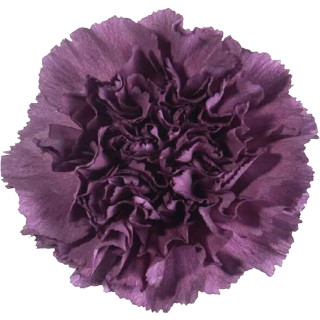 Carn Purple Extasis Fcy SOLE