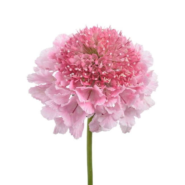 Scabiosa Scoop Lt Pink rio