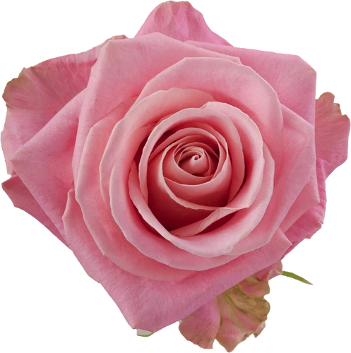 Rose Hermosa 60cm MONTE