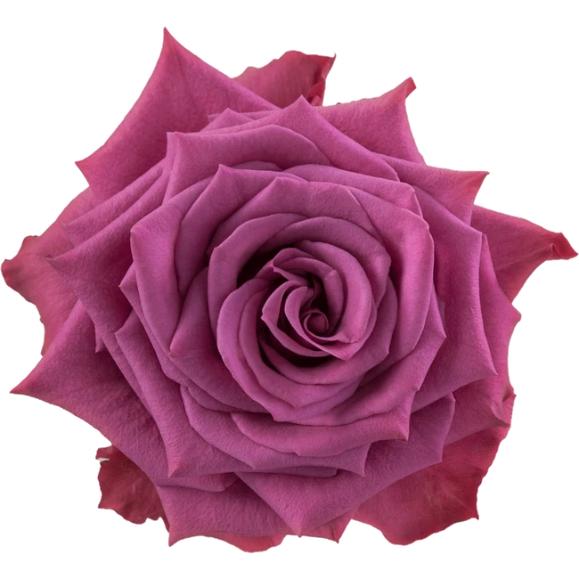 Rose Blueberry 60cm MONTE