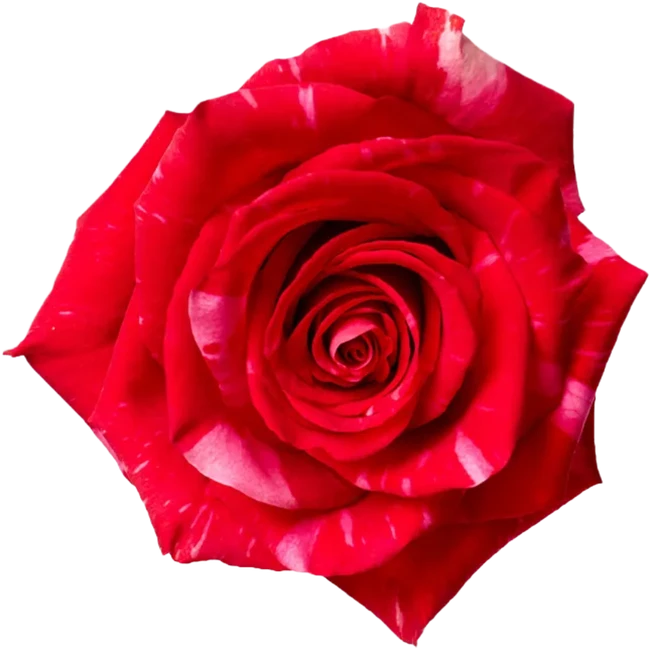 Rose Puma 70cm NARANJO